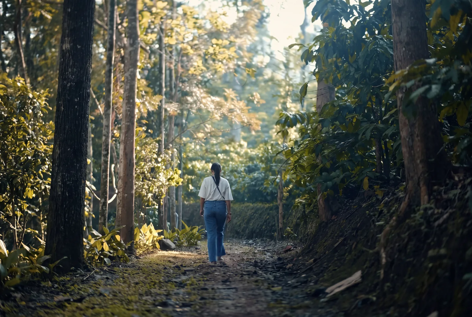 Walking along a sunlit path through the plantation at Willow Resort