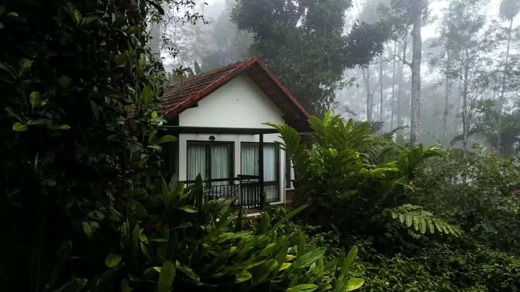Best Resorts in Wayanad: Discover Serenity at Willow Resort