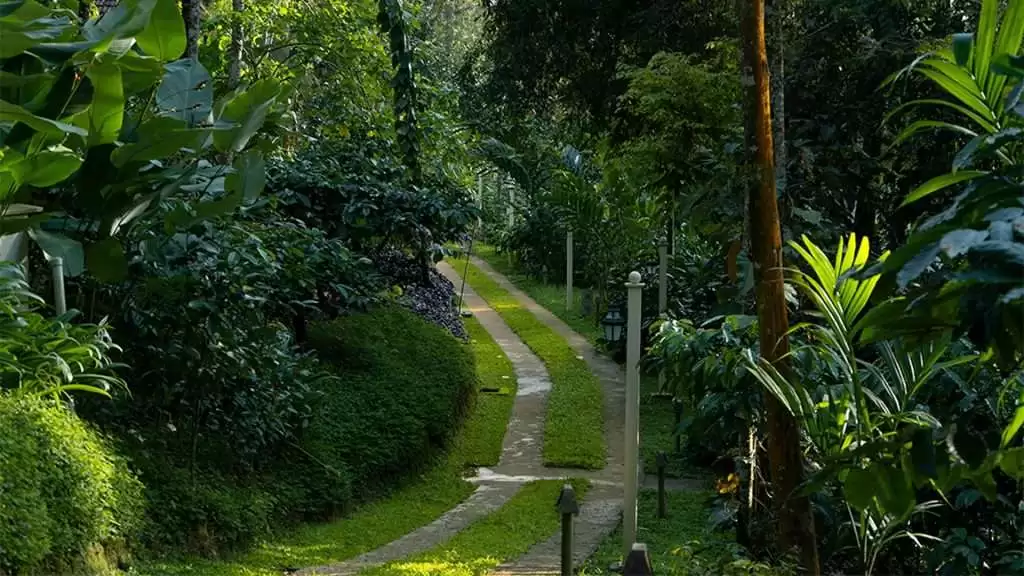 Wayanad Resorts for Family: A Peaceful Escape at Willow Resorts